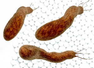 Helicolbacter pylori