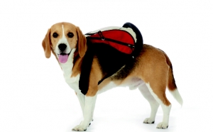 cane passeggiate