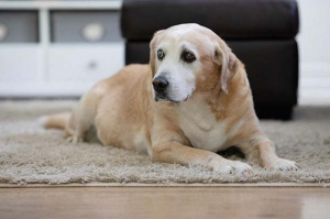 cane anziano