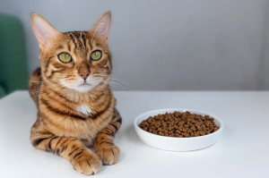 gatto estate