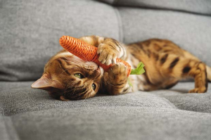 gatto