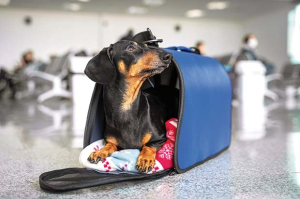 cani viaggi