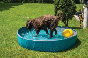 cani giardino
