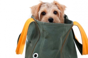 cane vacanze