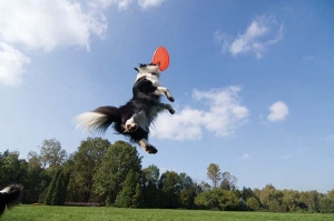 cani filariosi