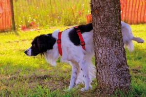 cane urina