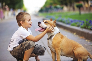 displasia del ginocchio nel cane