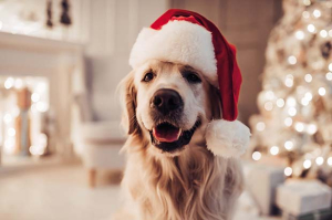 cucciolo regalo