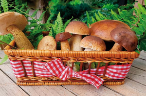 funghi