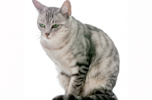 fiv felina