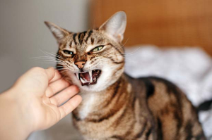gatto