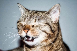 gatto raffreddore