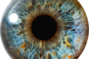iridologia