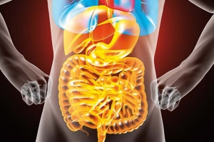 microbiota