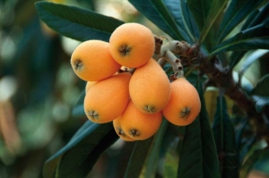 nespole
