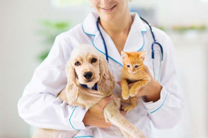 veterinario