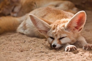 sonno