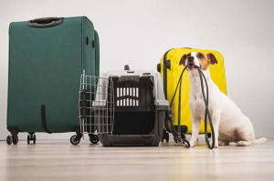 viaggiare animali