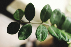 Zamioculcas zamiifolia