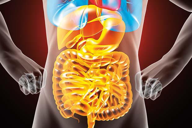 intestino