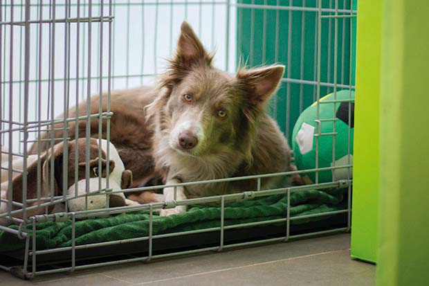 cane in pensione