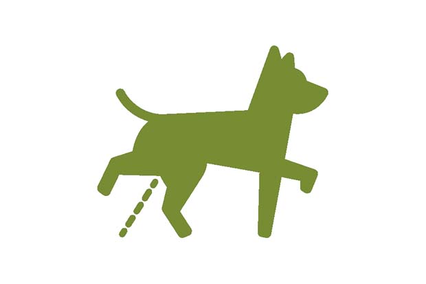 cane urine
