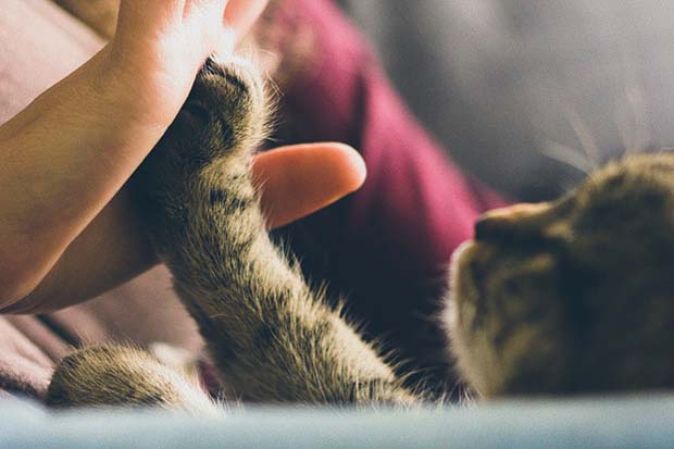 gatto take five
