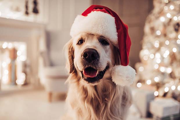cucciolo regalo