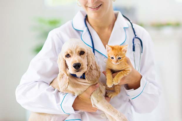 veterinario