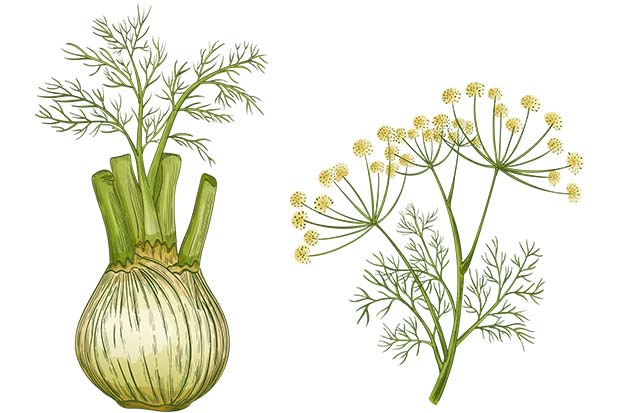 finocchio