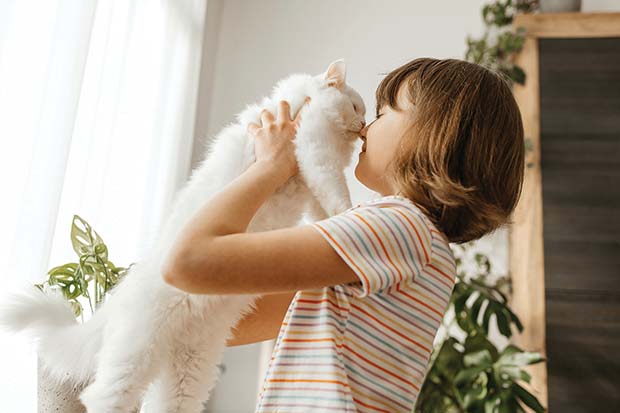 gatto