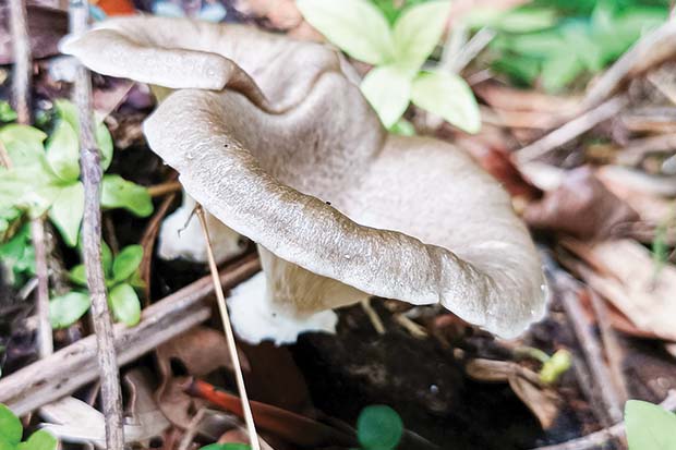 funghi