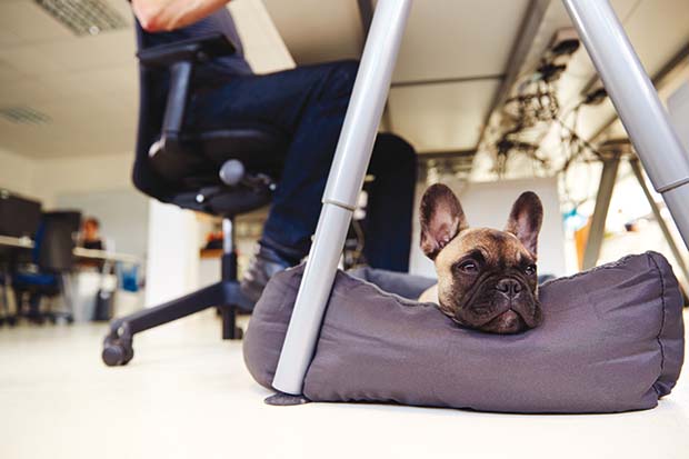 cane in ufficio