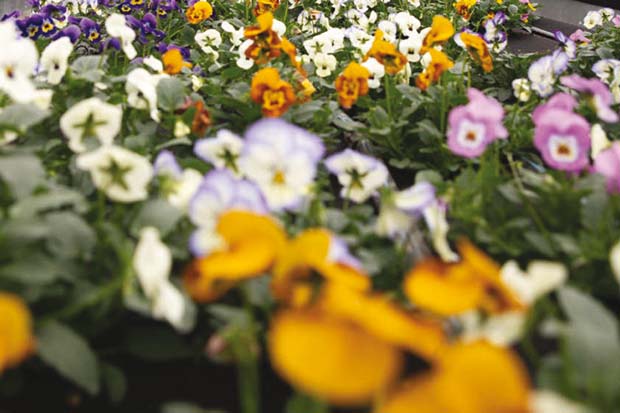 fiori