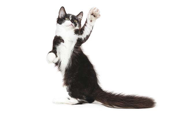 gatto