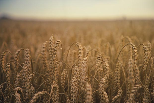 grano